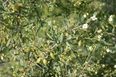 Montinia caryophyllacea