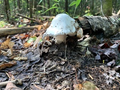 Amanita virosa