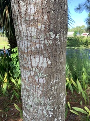 Sideroxylon salicifolium