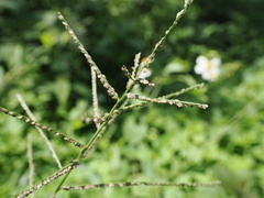 Paspalum paniculatum