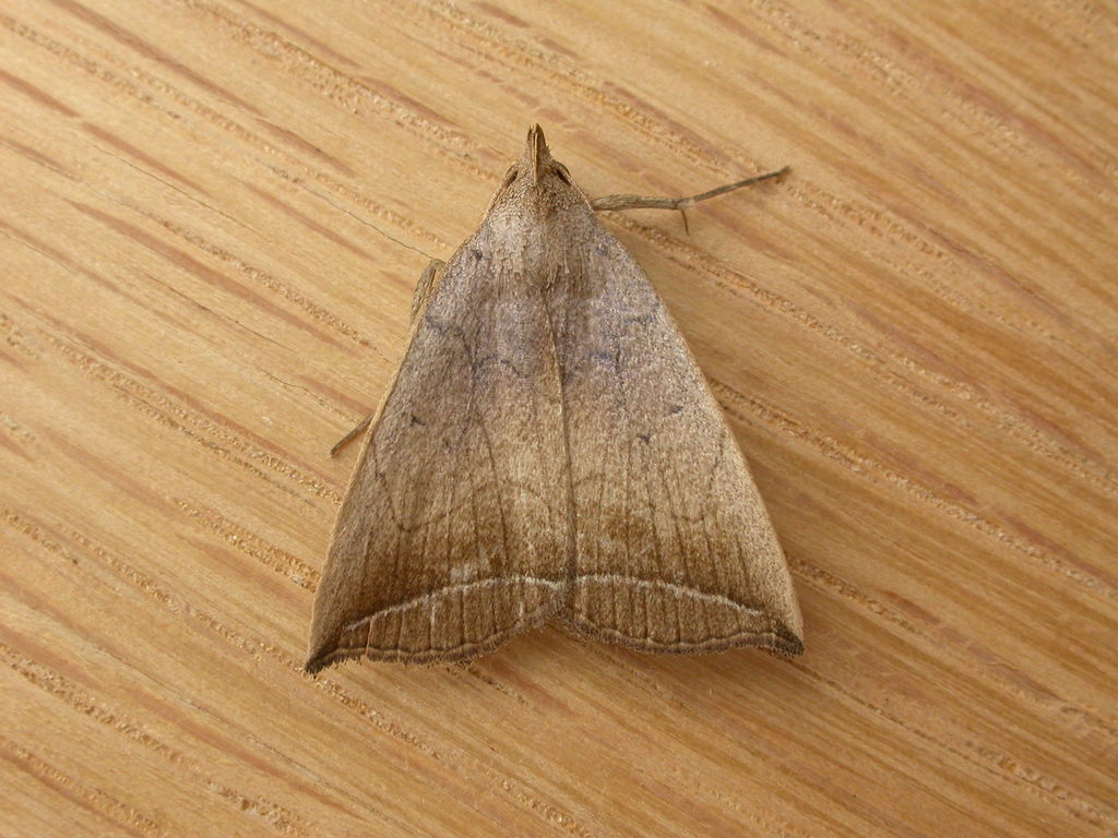 Simplicia armatalis