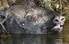 Tapirus terrestris