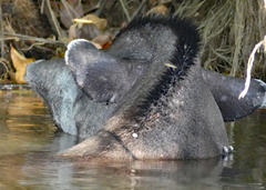 Tapirus terrestris