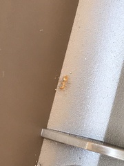 Crematogaster minutissima