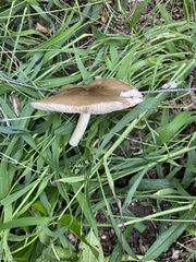 Pluteus