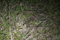 Duttaphrynus melanostictus