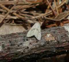 Hypenodes fractilinea