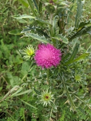 Carduus acanthoides
