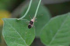 Hypselonotus punctiventris
