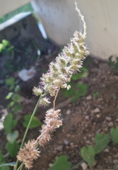 Cenchrus echinatus