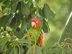 Psittacara erythrogenys