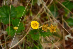 Geum calthifolium