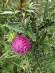 Carduus acanthoides