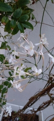 Jasminum polyanthum