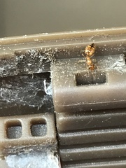 Crematogaster minutissima