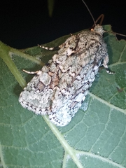 Lacinipolia