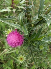 Carduus acanthoides