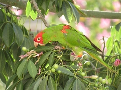 Psittacara erythrogenys
