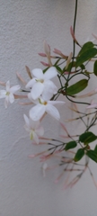 Jasminum polyanthum
