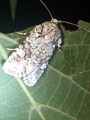 Lacinipolia