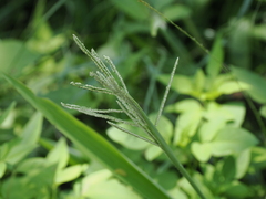 Paspalum paniculatum