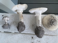 Amanita mutabilis