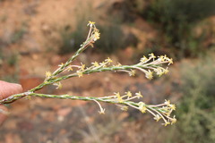 Struthiola