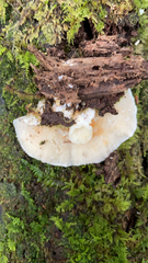 Gloeoporus dichrous
