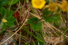 Geum calthifolium