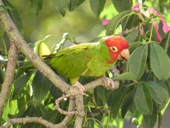 Psittacara erythrogenys