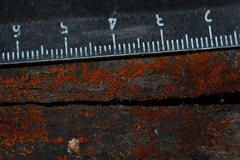 Hydropisphaera peziza