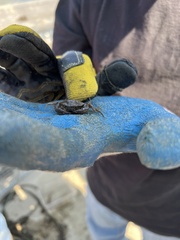 Rhithropanopeus harrisii