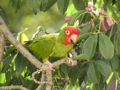 Psittacara erythrogenys