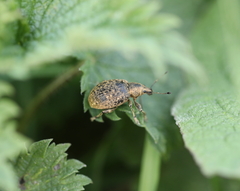 Liophloeus tessulatus