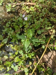 Veronica anagallis-aquatica