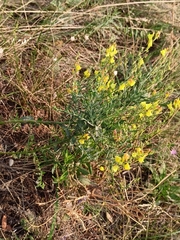 Linaria genistifolia
