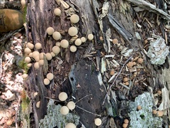 Apioperdon
