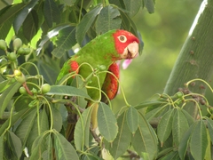 Psittacara erythrogenys