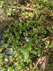 Veronica anagallis-aquatica