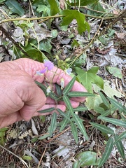 Desmodium perplexum