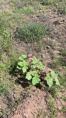 Proboscidea louisianica