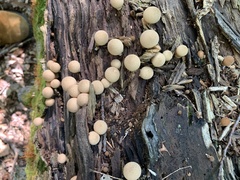 Apioperdon