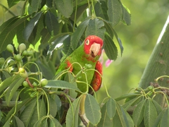 Psittacara erythrogenys