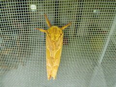 Sthenopis purpurascens