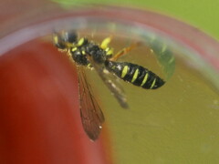 Cerceris ruficornis
