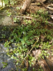 Veronica anagallis-aquatica