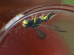 Cerceris ruficornis