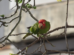 Psittacara erythrogenys