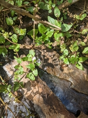 Veronica anagallis-aquatica