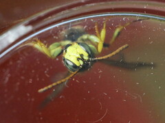 Cerceris ruficornis